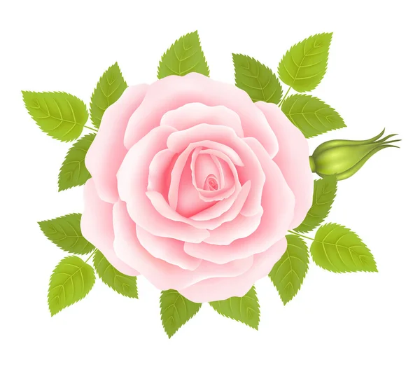 White background with a Pink Rose Flower. Vector — Stock Vector