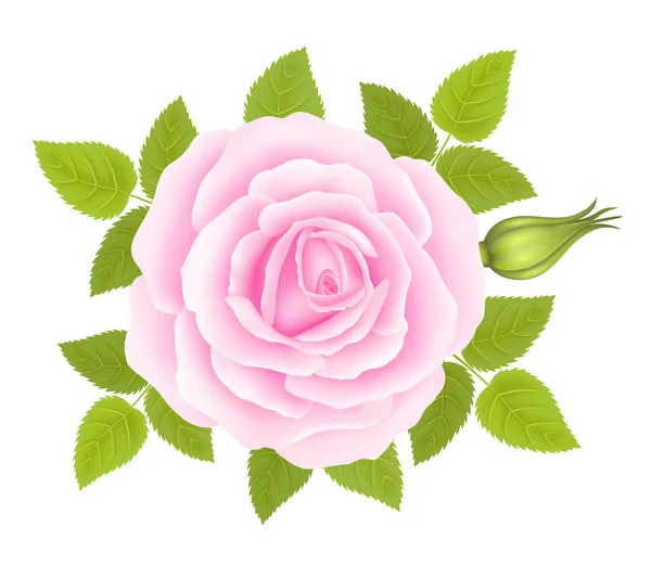 White background with a Pink Rose Flower. Vector — Stock Vector