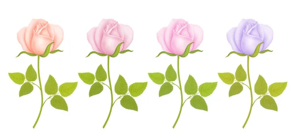 Set de Flores de Rosas. Ilustración vectorial — Vector de stock