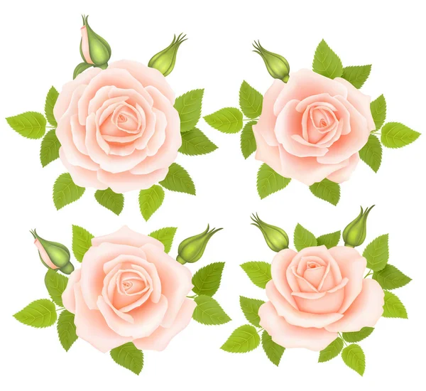 Set de Flores de Rosas. Ilustración vectorial — Vector de stock