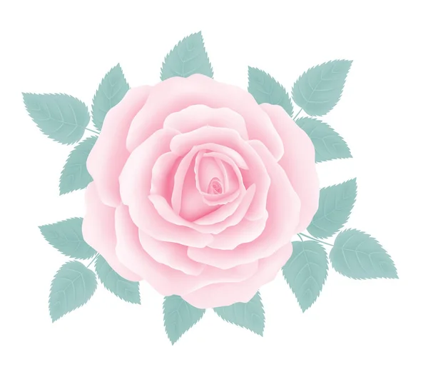 Vit bakgrund med en rosa ros-blomma. Vektor — Stock vektor
