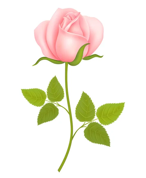 White background with a Pink Rose Flower. Vector — Stock Vector