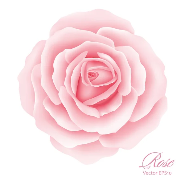 Beyaz arka plan ile pembe bir gül çiçek.