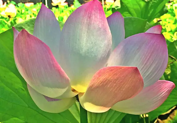 Bir parkta çiçek çiçek