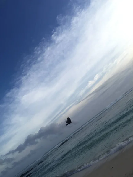 Mauritius bir plajda uçan kuş