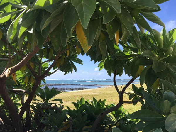 Mauritius plaja kısa bir bakış