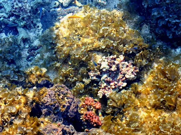 Deniz güneşli bir günde, Mauritius