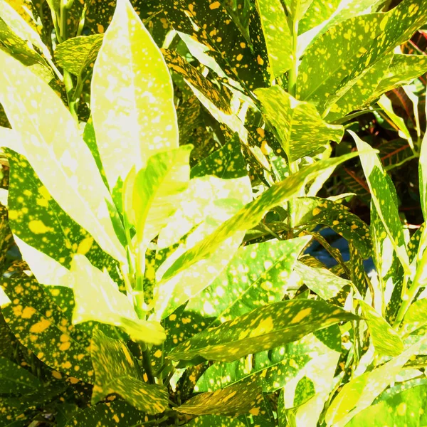 Renkli çiçek yaprakları güneşin