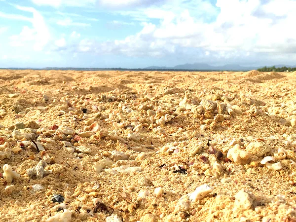 kabukları ve mercan sahilde
