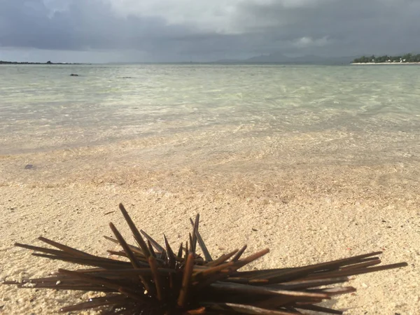 Sahildeki deniz kestanesi