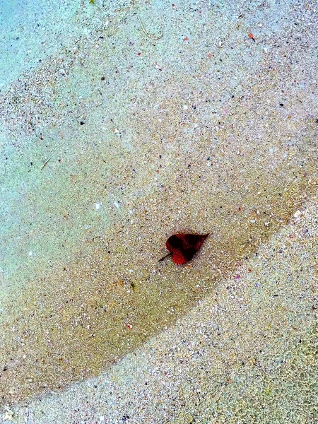 Yaprak bir plajda, Mauritius Adası: cennet