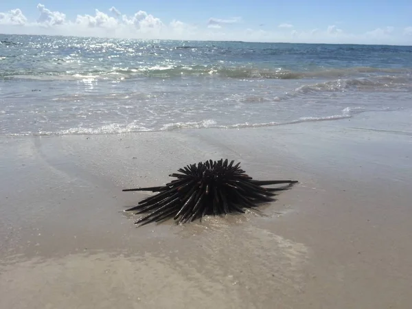 Deniz kestanesi, kumlu bir plaj, Mauritius