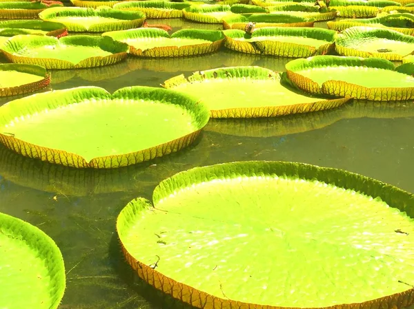 nilüferler bir parkta, mauritius