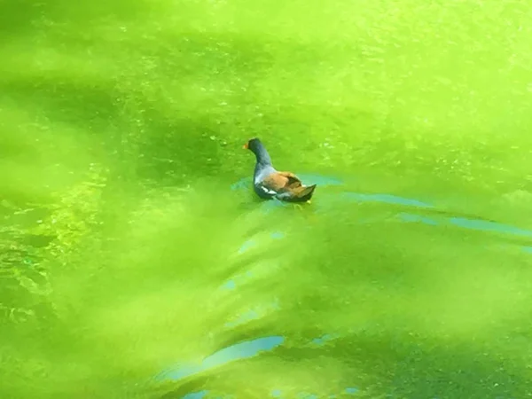 Suda, bir parkta ördek