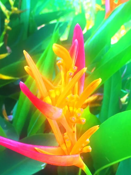 Oiseau du paradis çiçek bir parkta