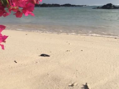 Palmar plaj Mauritius, bir hatıra görüntüleri, Mart 2019 sonu, sabah, plajda kırmızı çiçekler