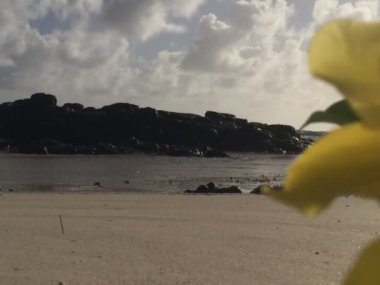 Sarı çiçek, Mauritius, palmar plaj görüntüleri, 2019, Mauritius