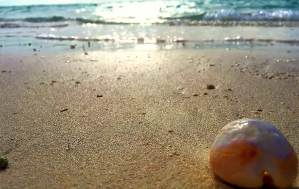 Mauritius plajdaki kabukları