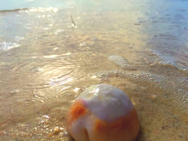 Sahilde sahil ve Mauritius kabuk