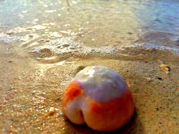 Sahilde Shell, Mauritius