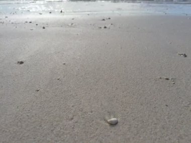 Mauritius plajlarının kabukları, kıyı ve kumları