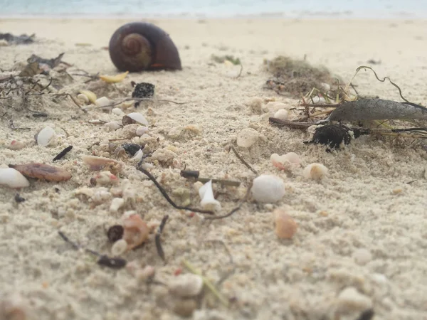 Kabuklar, Mauritius kıyısı