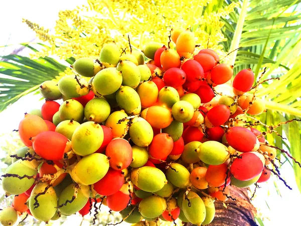 Güneşte palmiye fındık