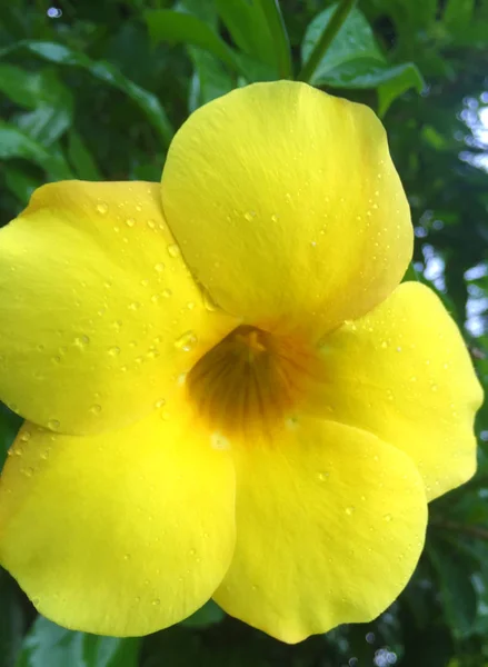 sarı çiçekler ve yapraklar