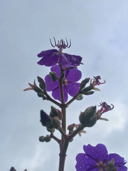 Gökyüzünde ki menekşe çiçekleri