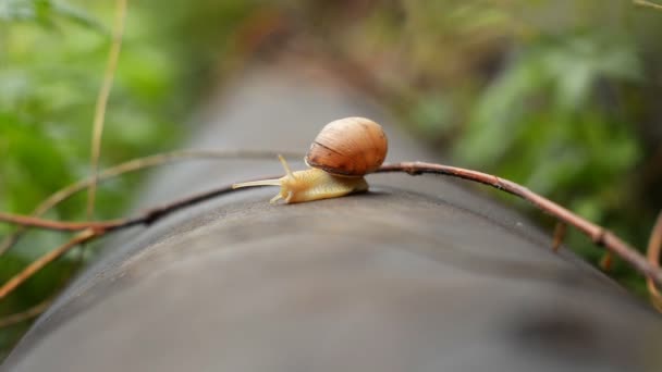 Caracol Patio Después Lluvia Sobre Hierba Verde Con Grandes Gotas — Vídeo de stock