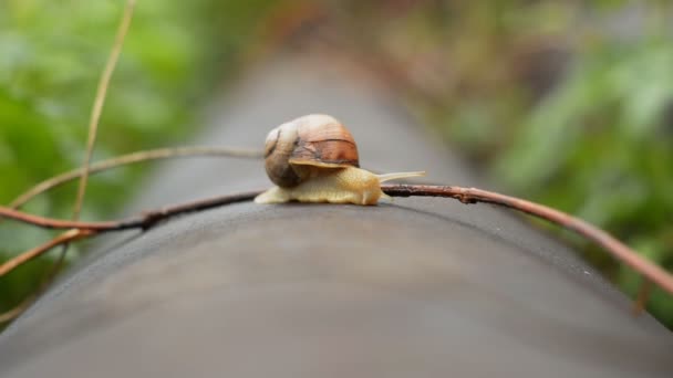 Caracol Quintal Após Chuva Grama Verde Com Grandes Gotas Orvalho — Vídeo de Stock