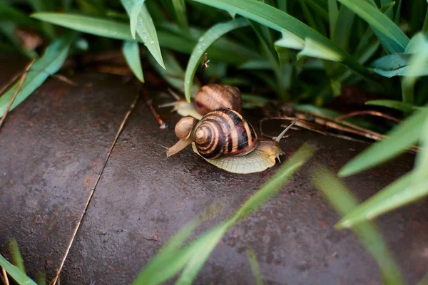 大きな露の滴と緑の草の雨の後の庭のカタツムリ. — ストック写真