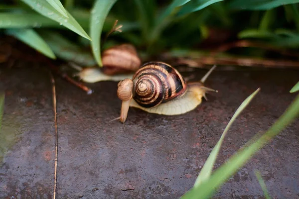 大きな露の滴と緑の草の雨の後の庭のカタツムリ. — ストック写真