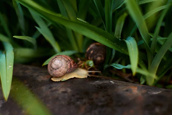 Lumache nel cortile dopo la pioggia sull'erba verde con grandi gocce di rugiada . — Foto Stock