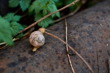 Büyük çiy damlaları ile yeşil çim üzerinde yağmur dan sonra bahçesinde Salyangoz.