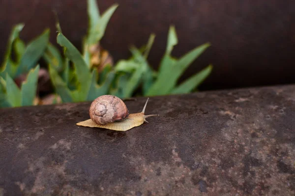 Escargots dans la cour après la pluie sur l'herbe verte avec de grandes gouttes de rosée . — Photo