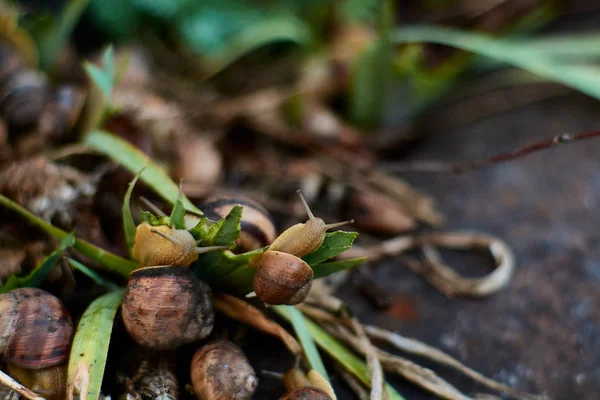 Ślimaki na podwórku po deszczu na zielonej trawie z dużymi kroplami rosy. — Zdjęcie stockowe