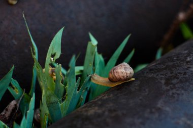 Büyük çiy damlaları ile yeşil çim üzerinde yağmur dan sonra bahçesinde Salyangoz.