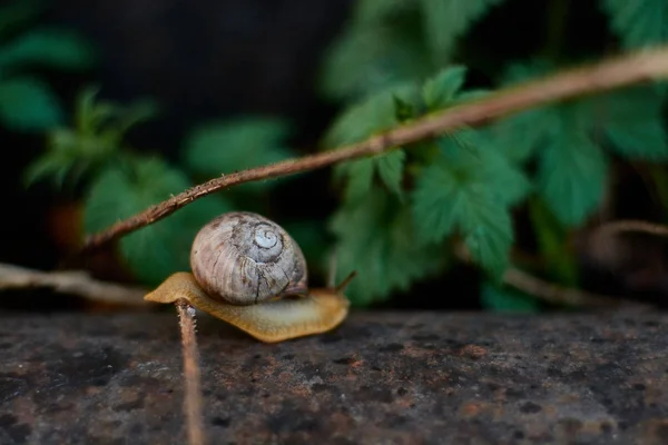 大きな露の滴と緑の草の雨の後の庭のカタツムリ. — ストック写真