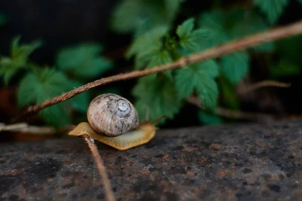 Caracoles en el patio después de la lluvia sobre la hierba verde con grandes gotas de rocío . — Foto de Stock