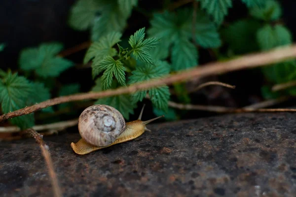 Po dešti na zelené trávě s velkými kapkami Rosy se na dvoře hlemýždi. — Stock fotografie