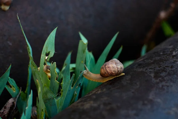 大きな露の滴と緑の草の雨の後の庭のカタツムリ. — ストック写真