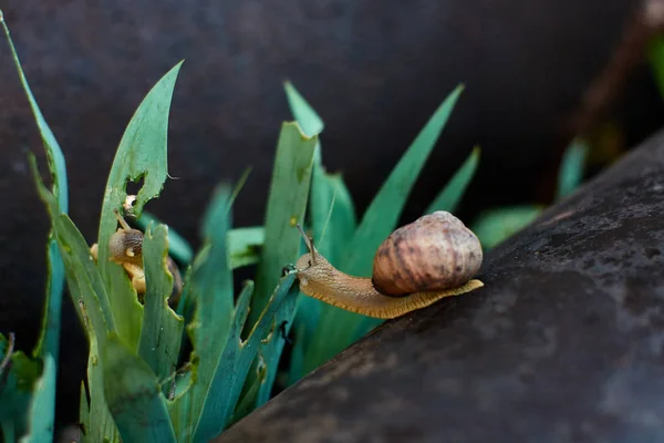 Lumache nel cortile dopo la pioggia sull'erba verde con grandi gocce di rugiada . — Foto Stock