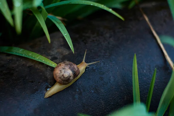 Escargots dans la cour après la pluie sur l'herbe verte avec de grandes gouttes de rosée . — Photo