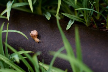 Büyük çiy damlaları ile yeşil çim üzerinde yağmur dan sonra bahçesinde Salyangoz.