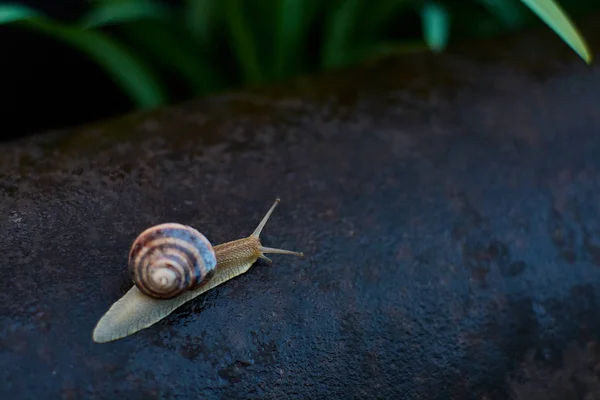 雨后在院子里的蜗牛，在绿草上，有大露珠. — 图库照片