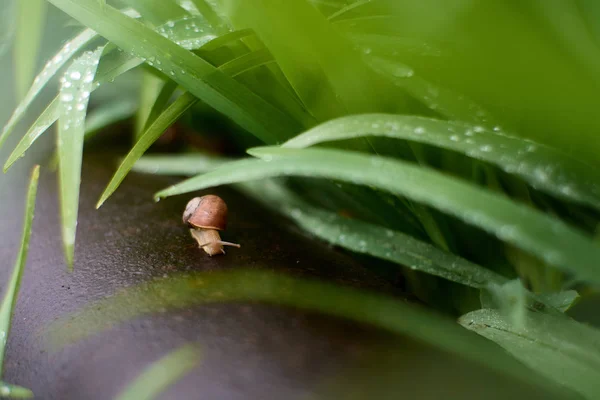 大きな露の滴と緑の草の雨の後の庭のカタツムリ. — ストック写真