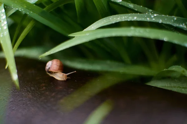 大きな露の滴と緑の草の雨の後の庭のカタツムリ. — ストック写真