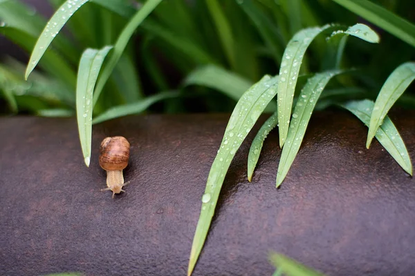 大きな露の滴と緑の草の雨の後の庭のカタツムリ. — ストック写真