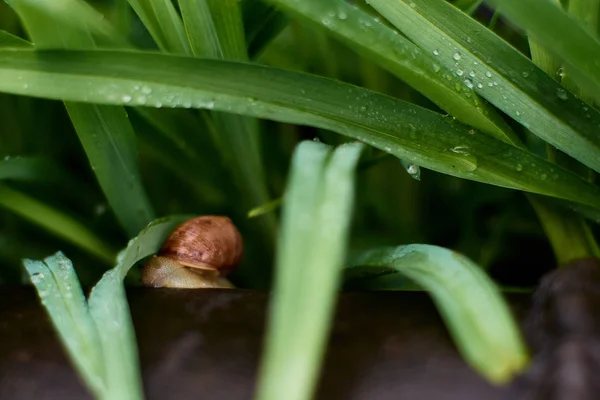 大きな露の滴と緑の草の雨の後の庭のカタツムリ. — ストック写真